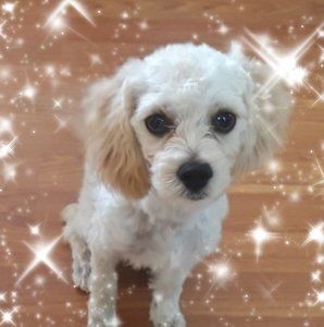 Meet your Posher, Tanja